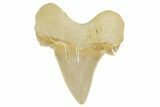 Serrated Sokolovi (Auriculatus) Shark Tooth - Dakhla, Morocco #372466-1